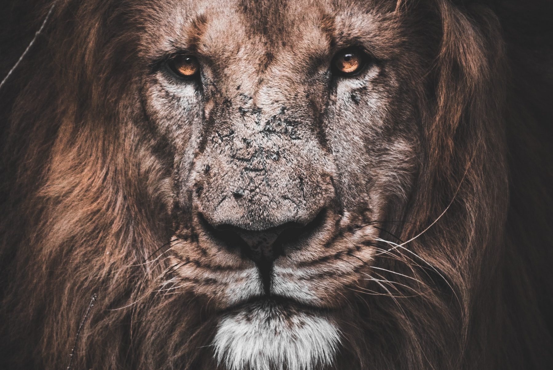 Like A Lion, I Stand!